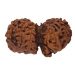 Gauri Shankar Rudraksha